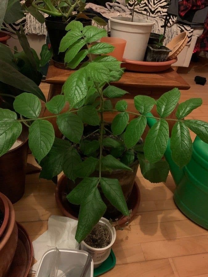Spathodea campanulata 20
