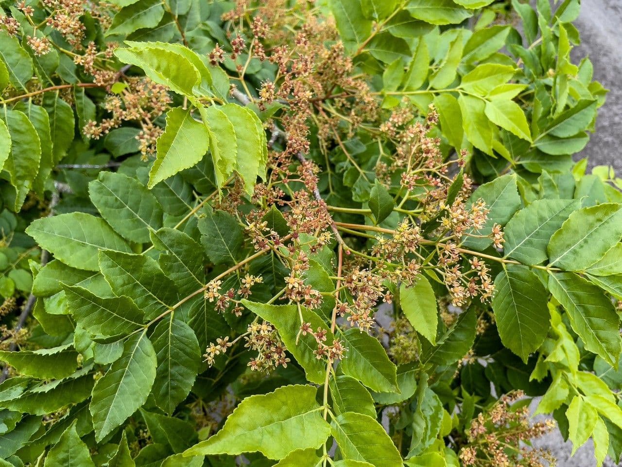 Albero amaro 8