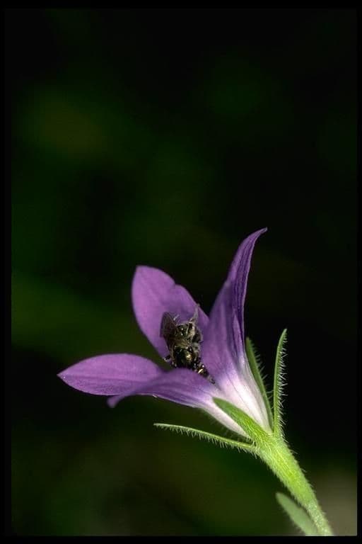 Githopsis 3