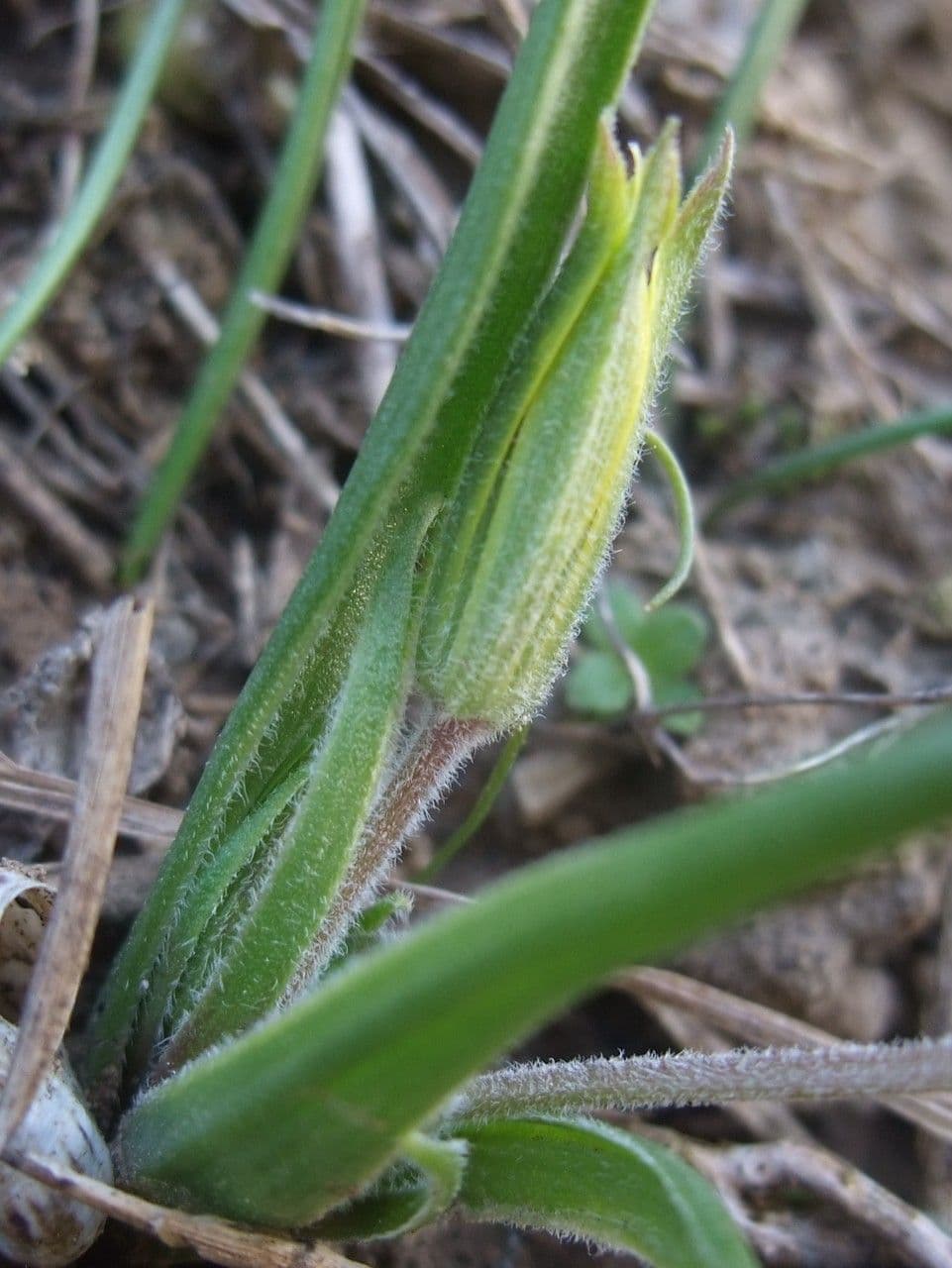 Acker-Gelbstern 6