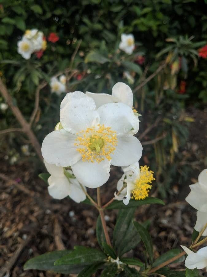 Baum-Anemone 6