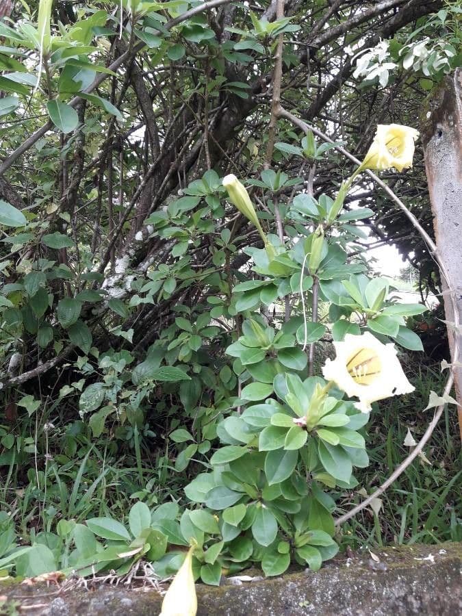 Solandra grandiflora 7