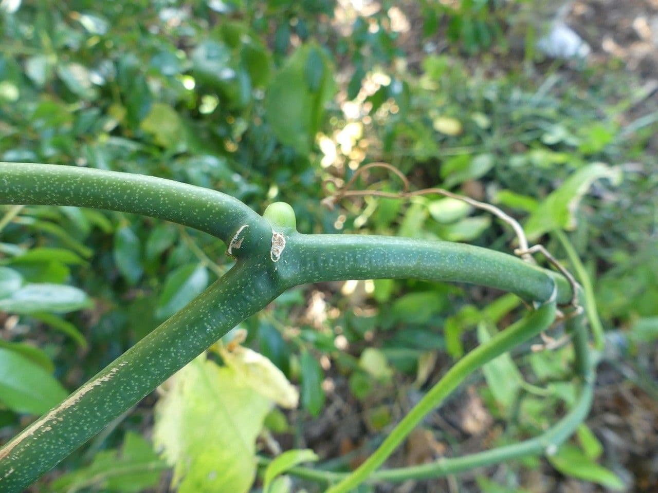 Cissus 3