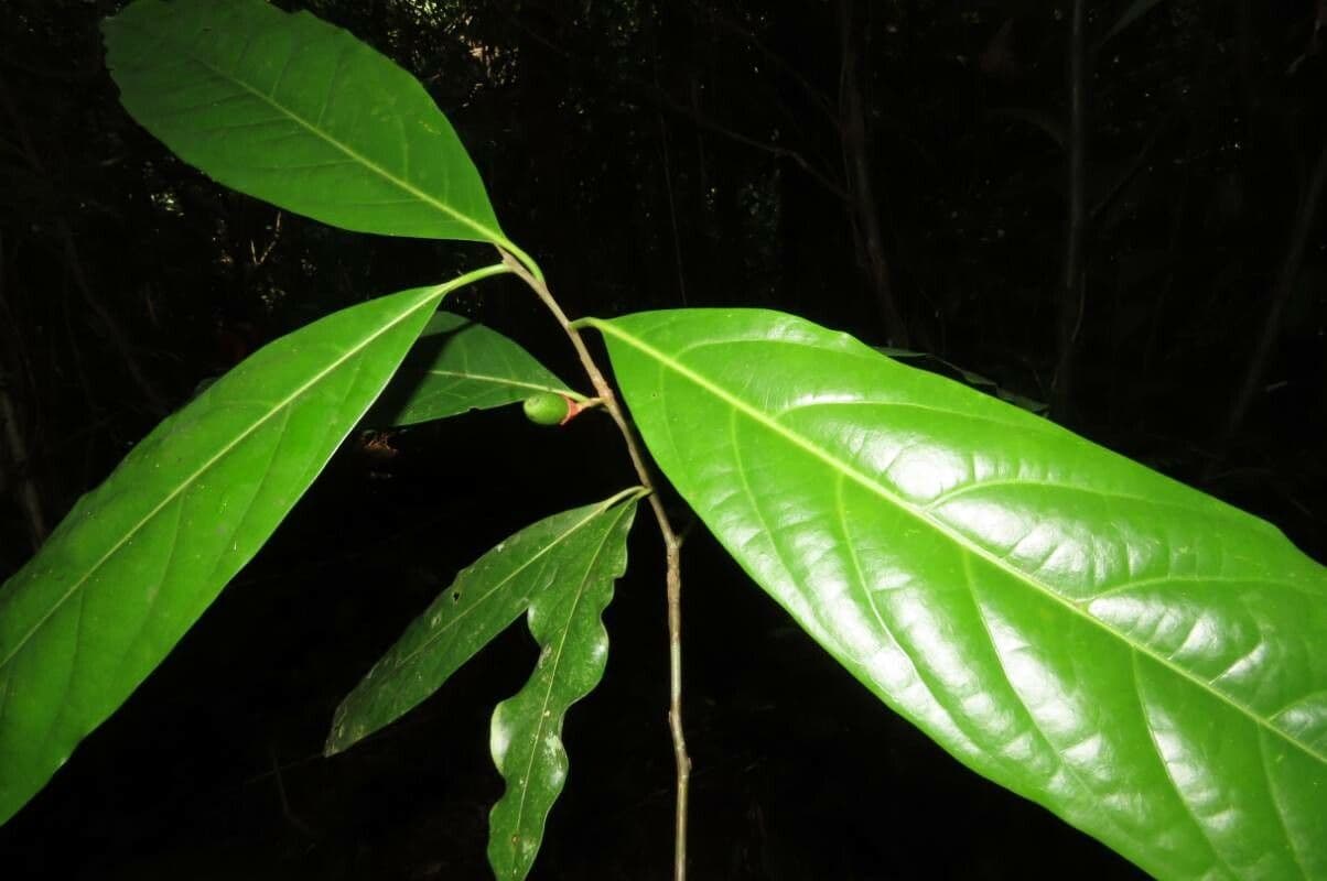 Mespilodaphne macrophylla 16