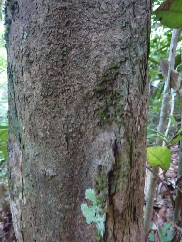 Hirtella 4