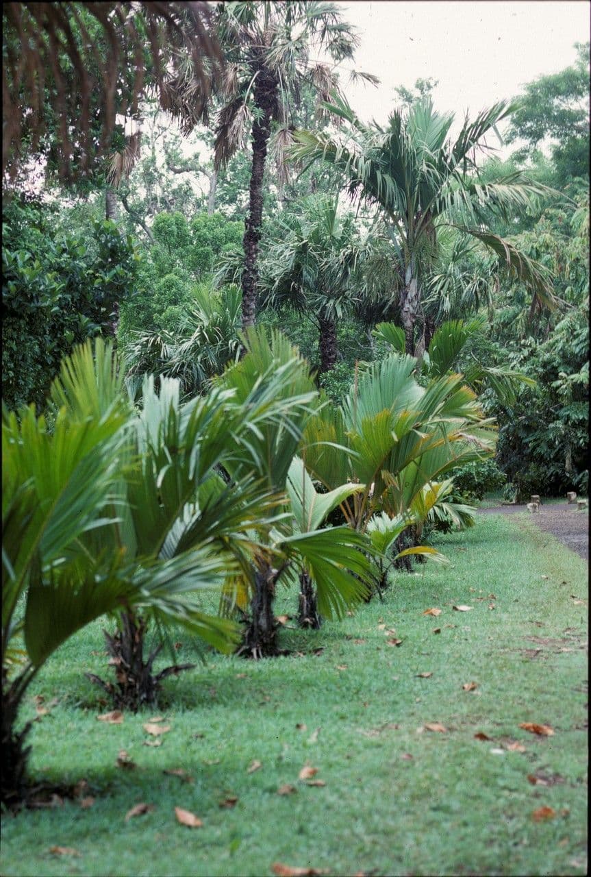 Borsig-Palme 7