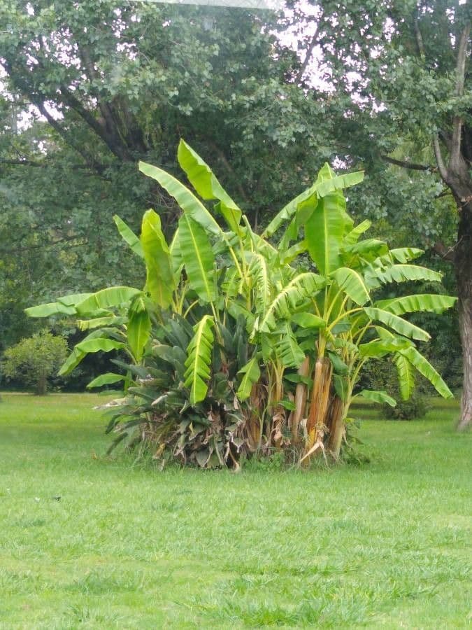 Bananovník“, “ 11