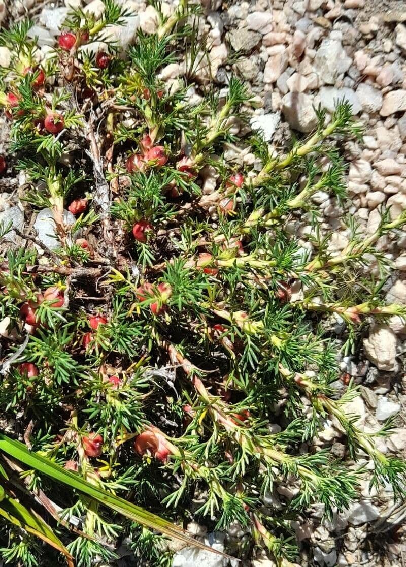 Margyrícarpus 5