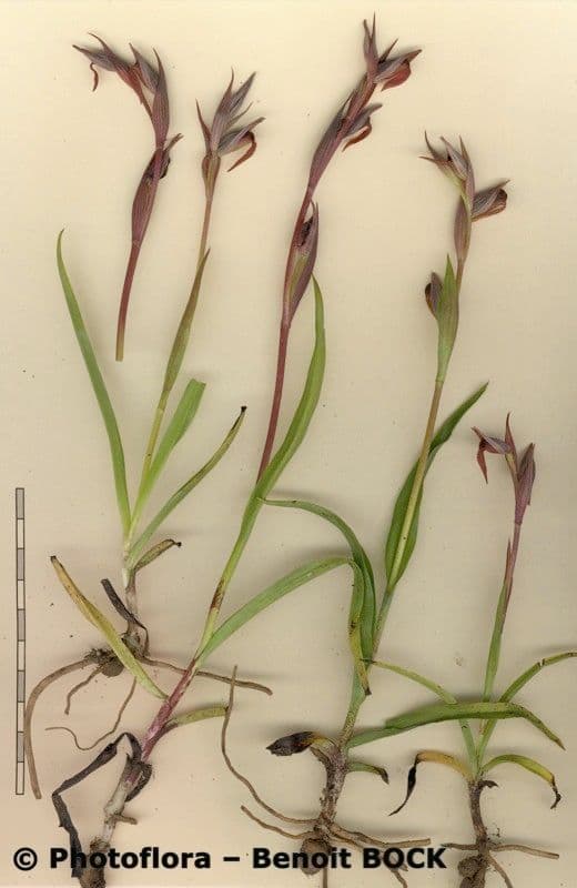 Serapiade vomeracea 27