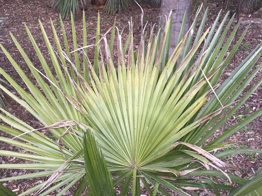 Trithrinax