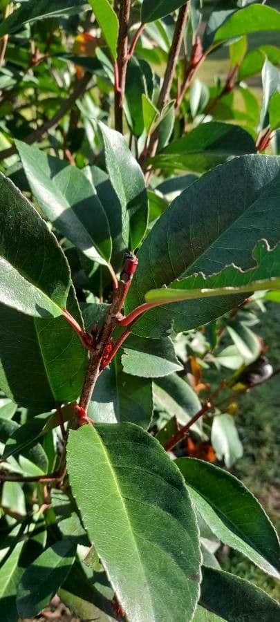 Photinia 26