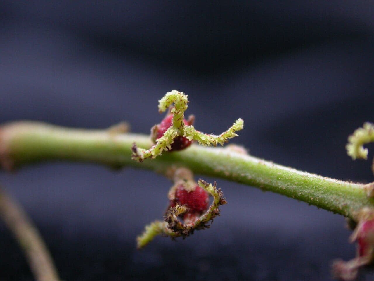 Mallotus philippensis 13