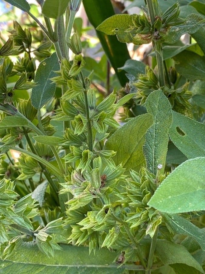 Šalvia lekárska 28