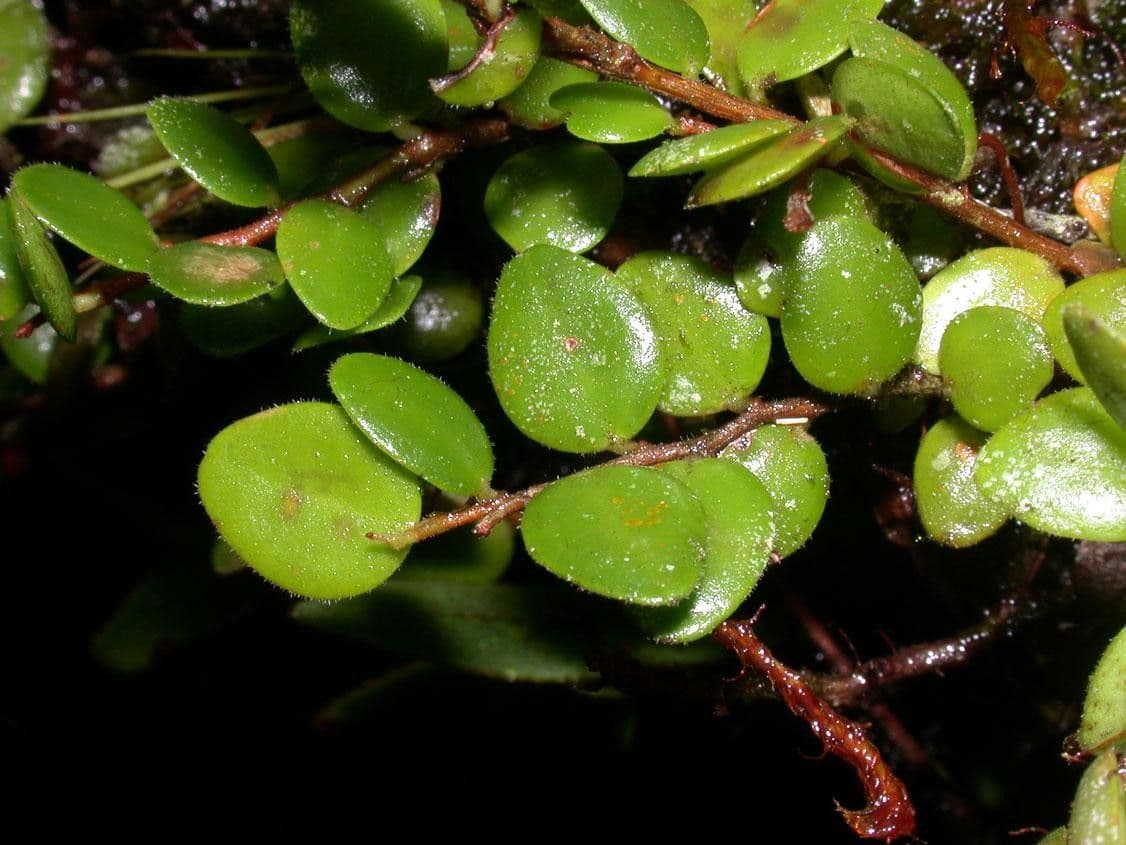 Sphyrospermum 3