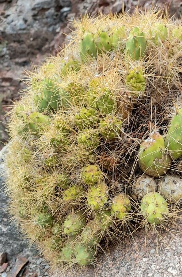 Cumulopuntia boliviana 7