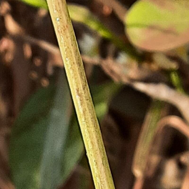 Alternanthera sessilis 19
