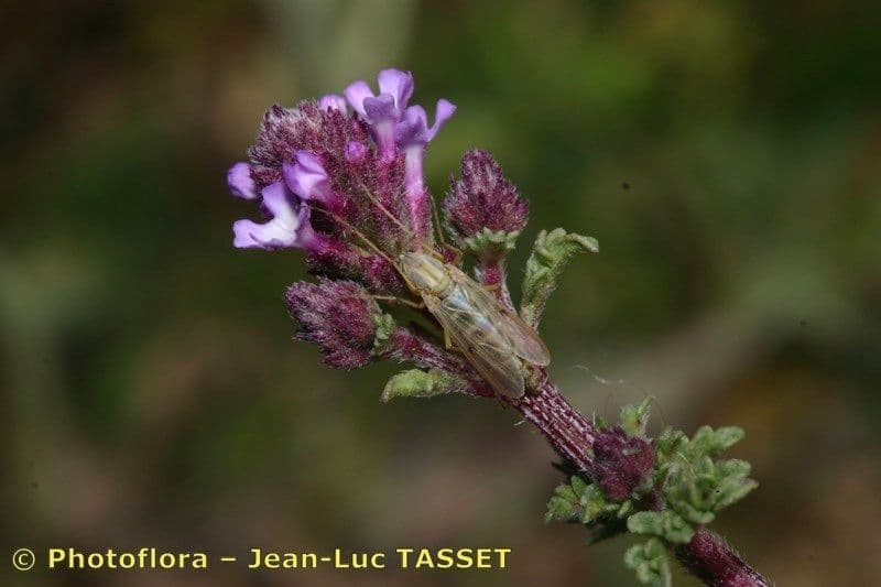 Verbena prostrata 3