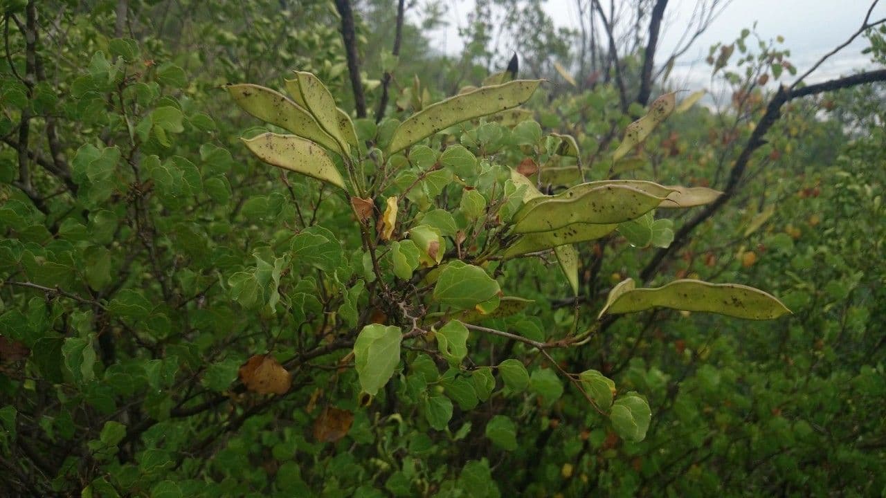 Bauhinia 9