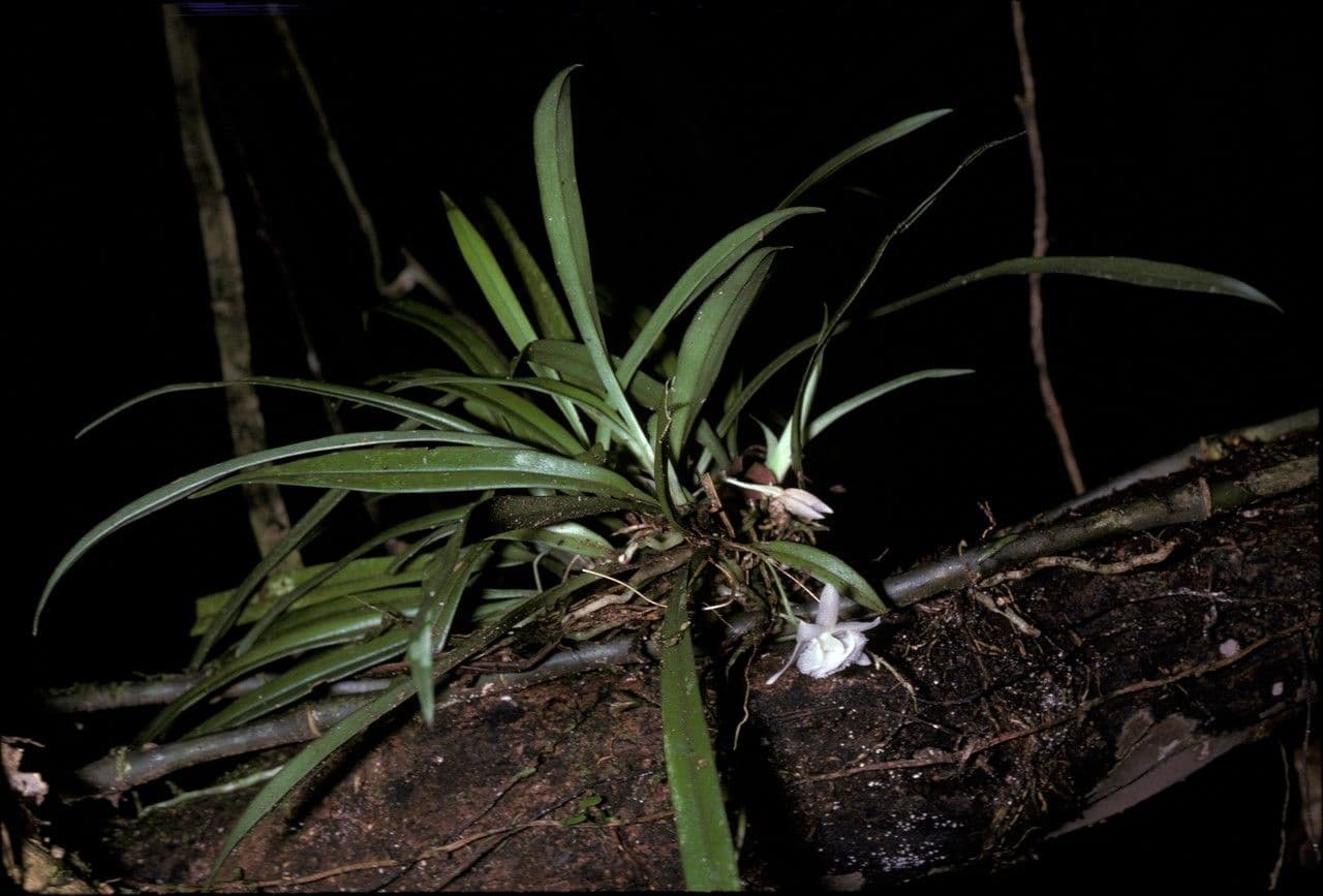 Kefersteinia