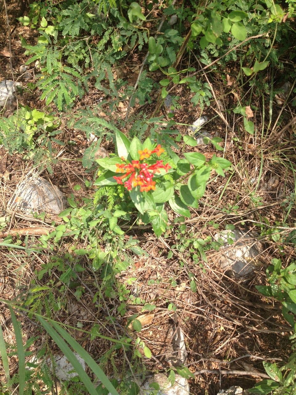 Bouvardia ternifolia 7