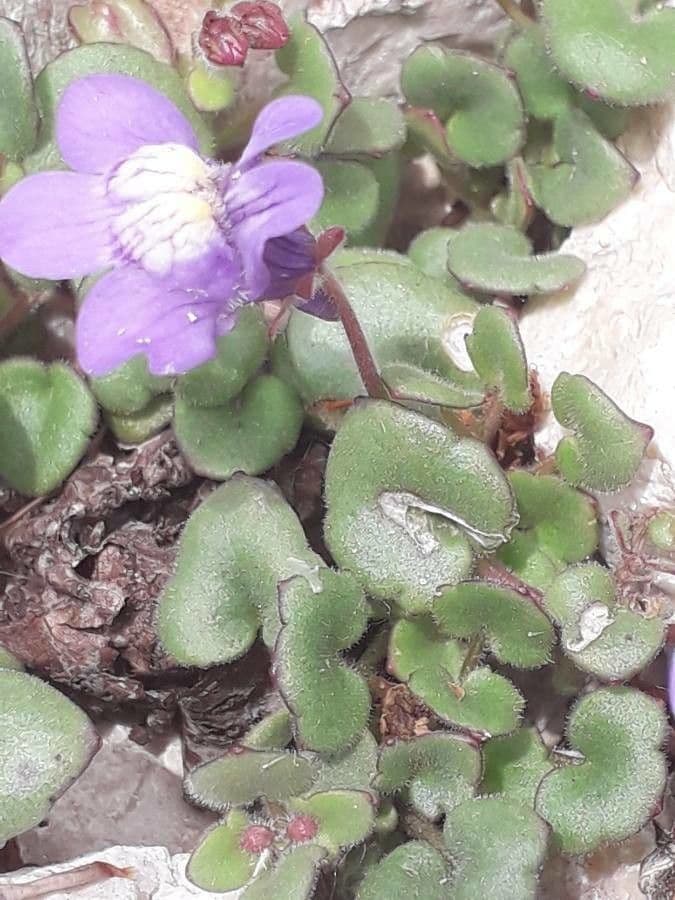Cymbalaria pallida 15