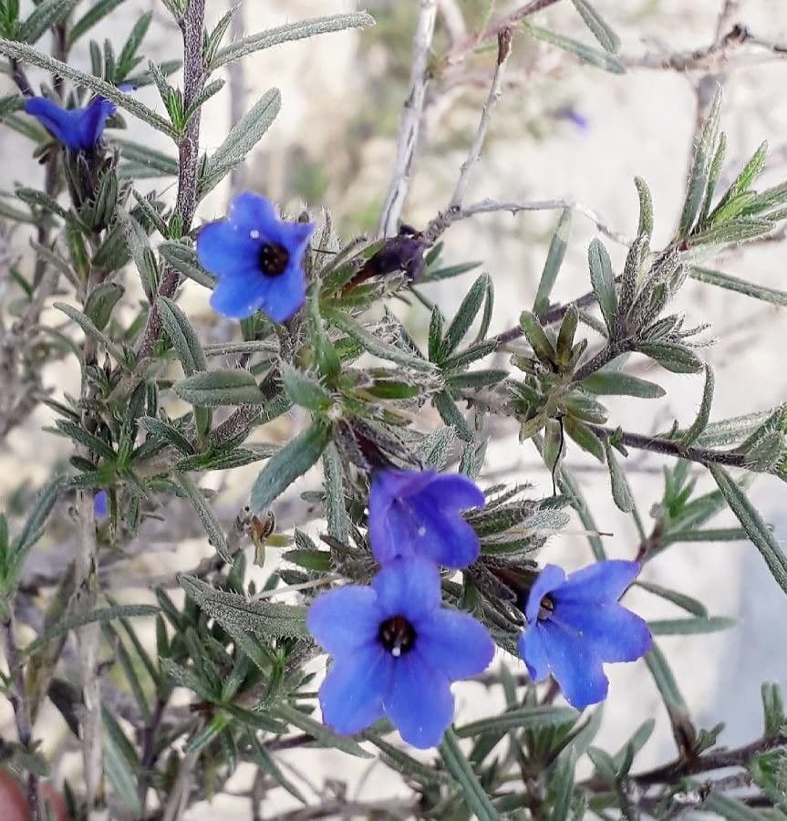 Erba perla arbustiva 5