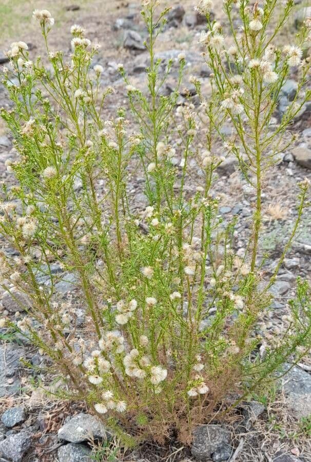 Baccharis 7