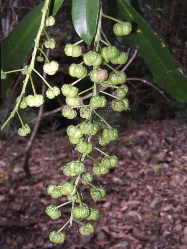 Codiaeum 5
