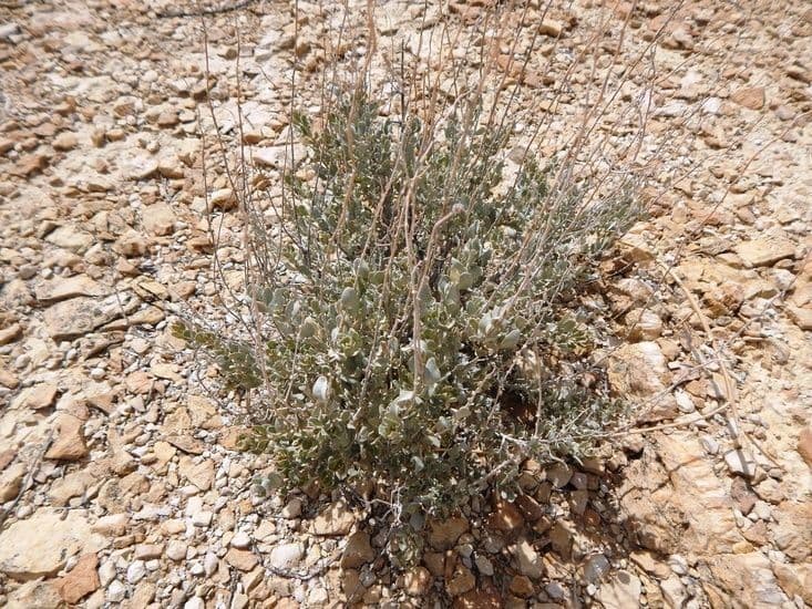 Atriplice obovata 2