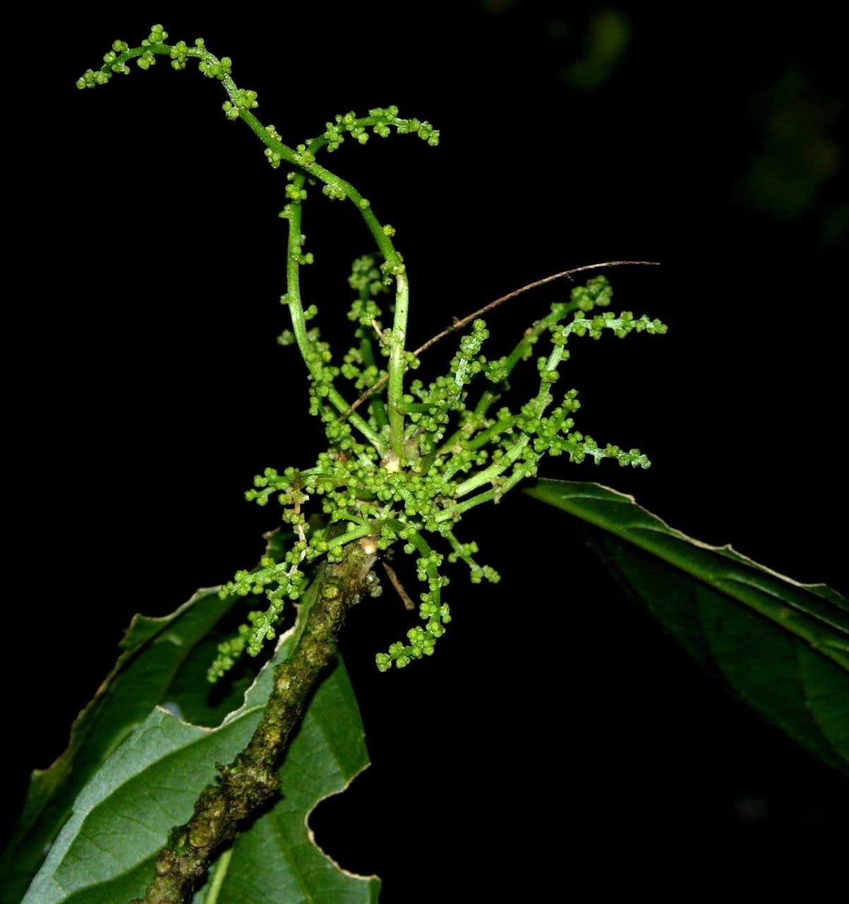 Tetrorchidium 17