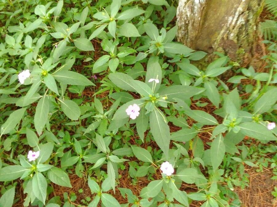Springkraut 27