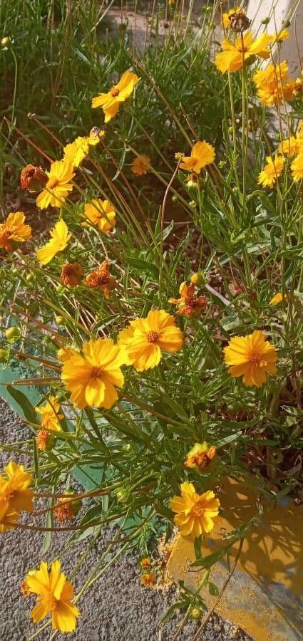 Coreopsis grandiflora 27