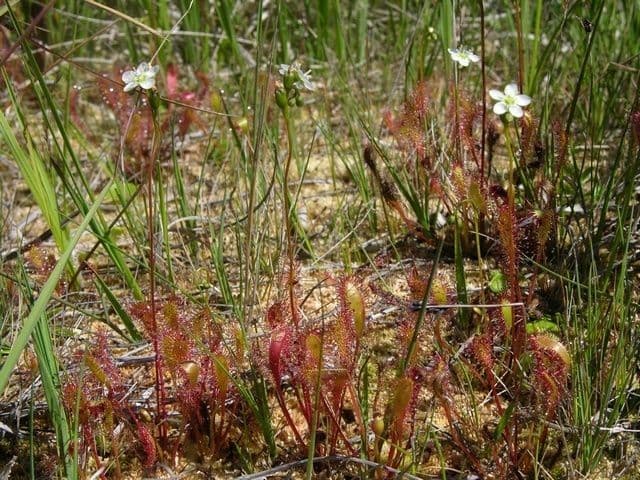 Drosera anglica 9