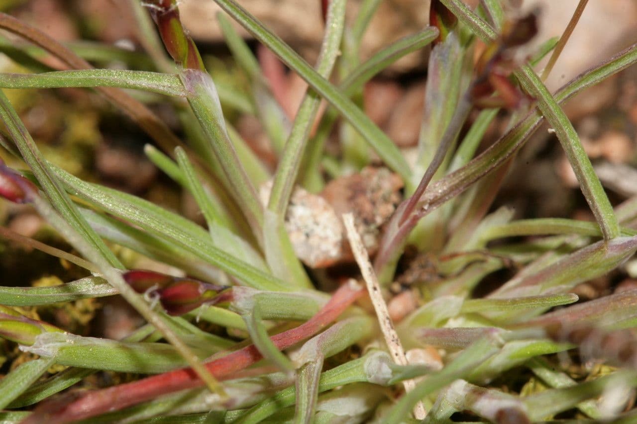 Mibora minima 14