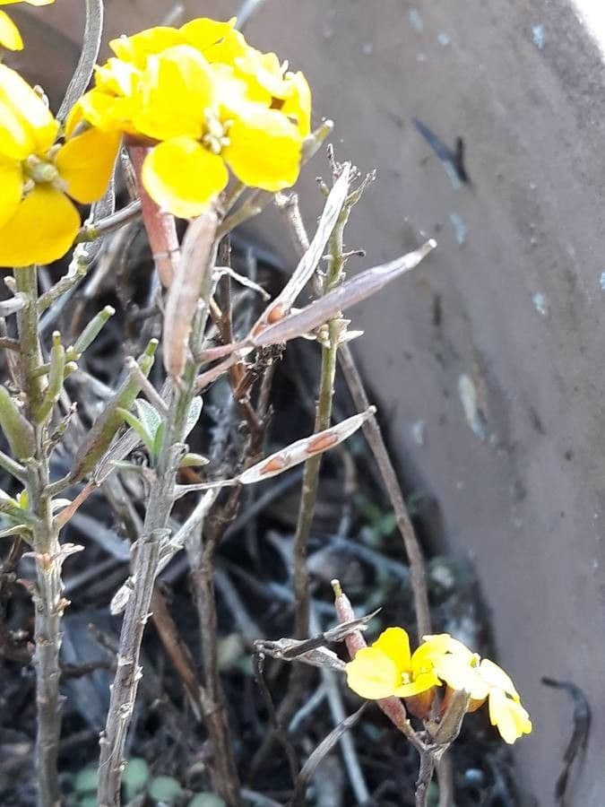 Erysimum rhaeticum