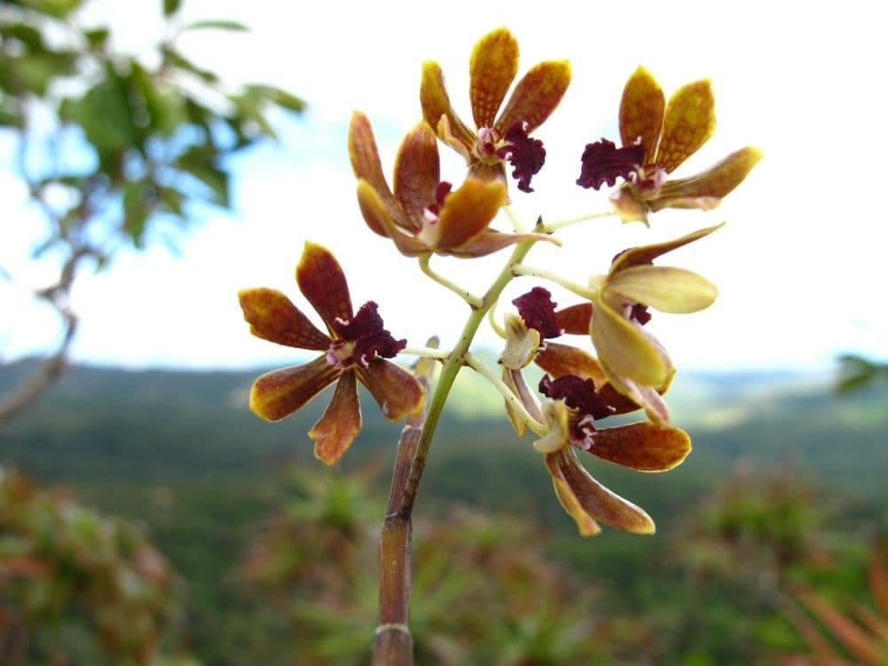 Dendrobium 4