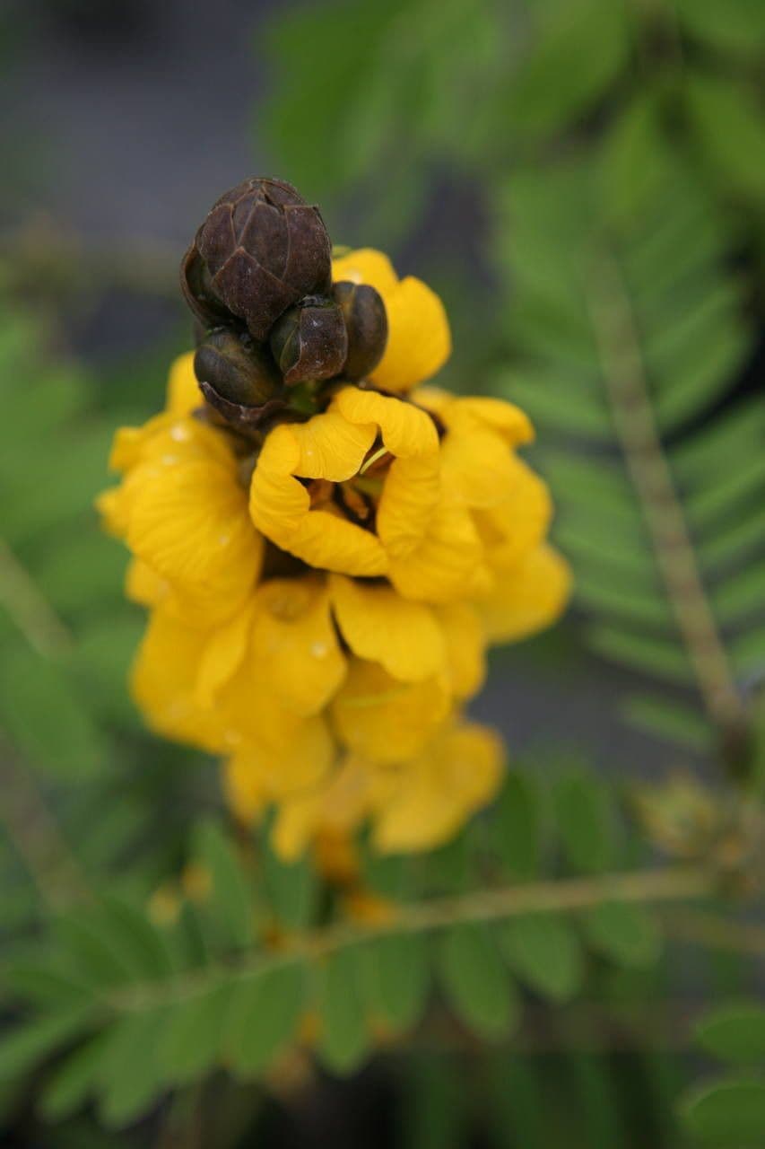 Senna didymobotrya 8