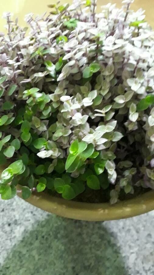 Callisia repens 25