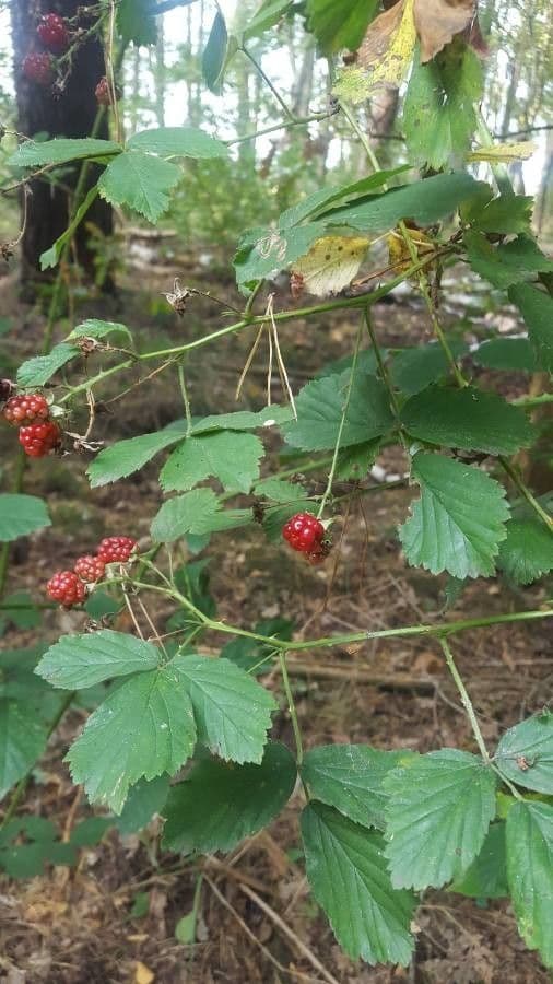Rovo flagellare 4