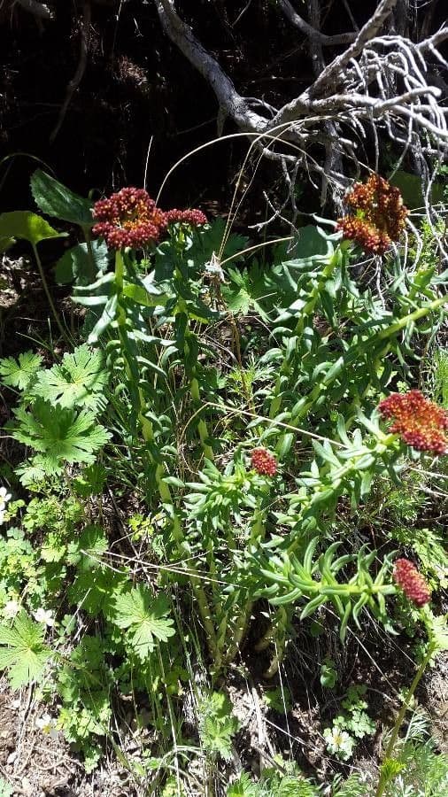 Rhodiola integrifolia 8