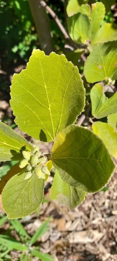 Rundblättrige Dombeya 16