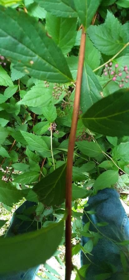 Brestovec kalinolistý 24