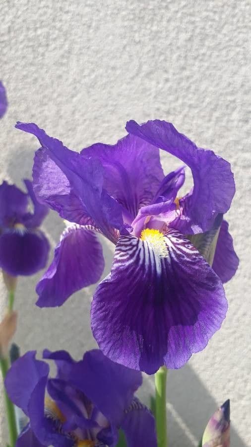 Iris de Perrier 2