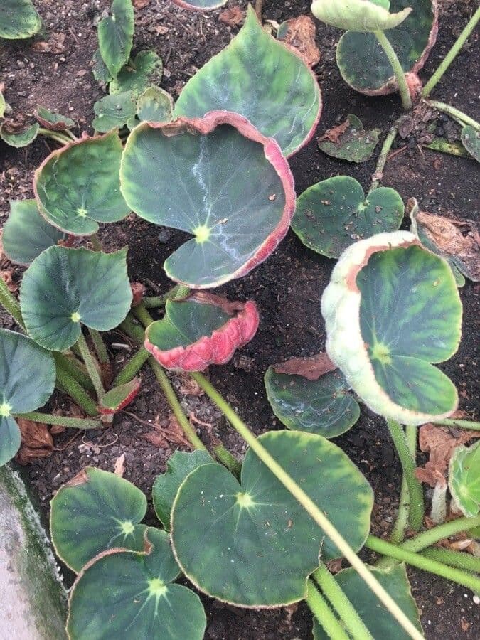 Begonia 4