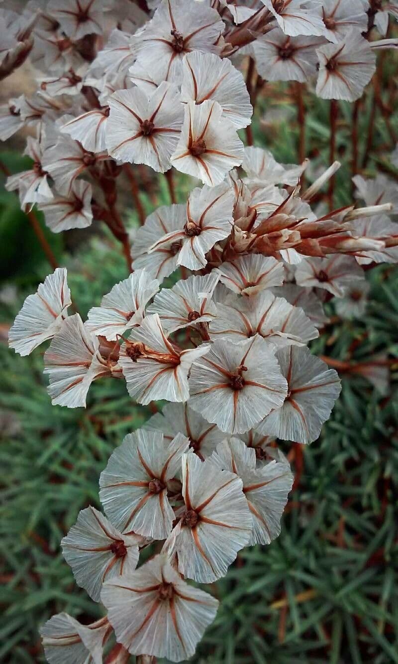 Acantholimon