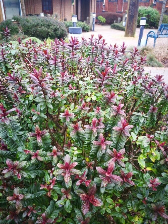 Pseuderanthemum 16