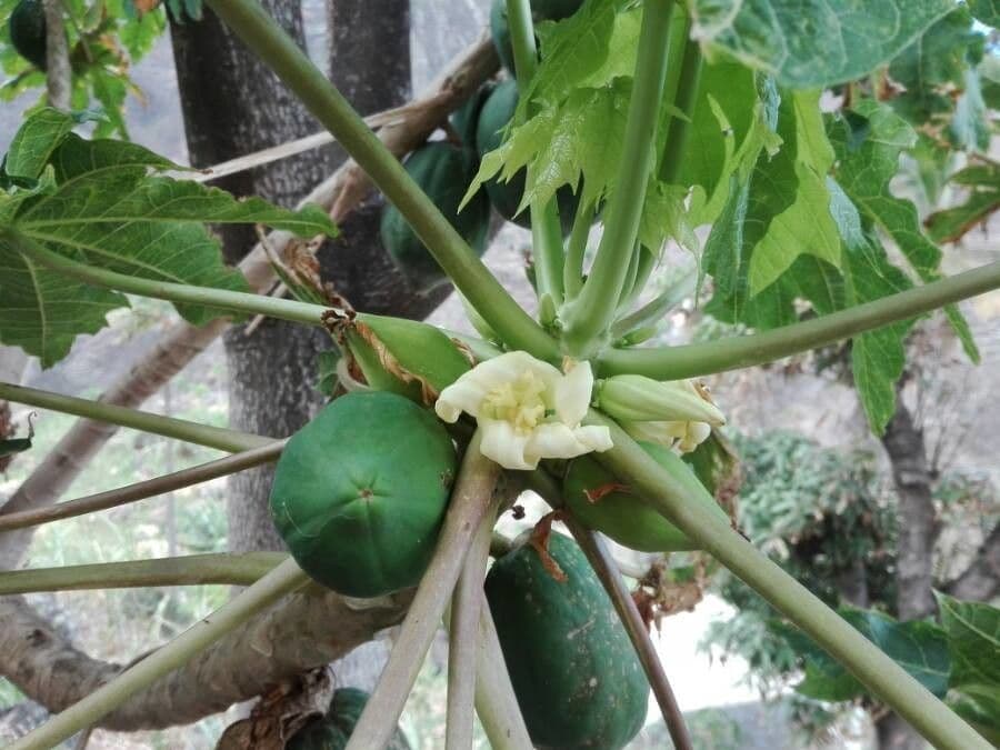 Papaya 8
