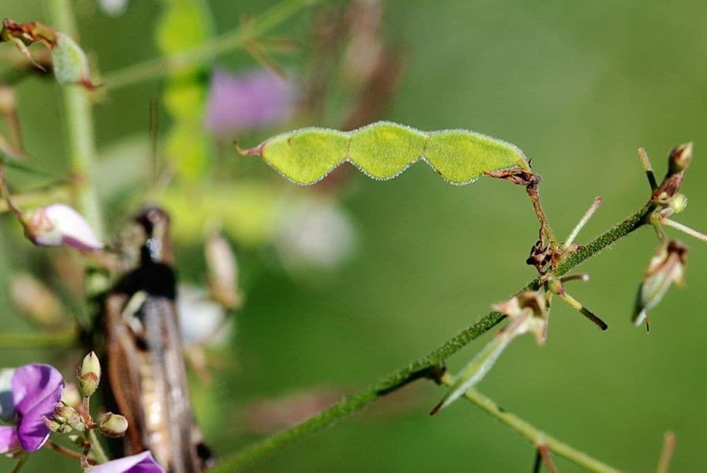 Desmodium paniculatum 5