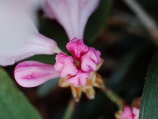 Rhododendron 27