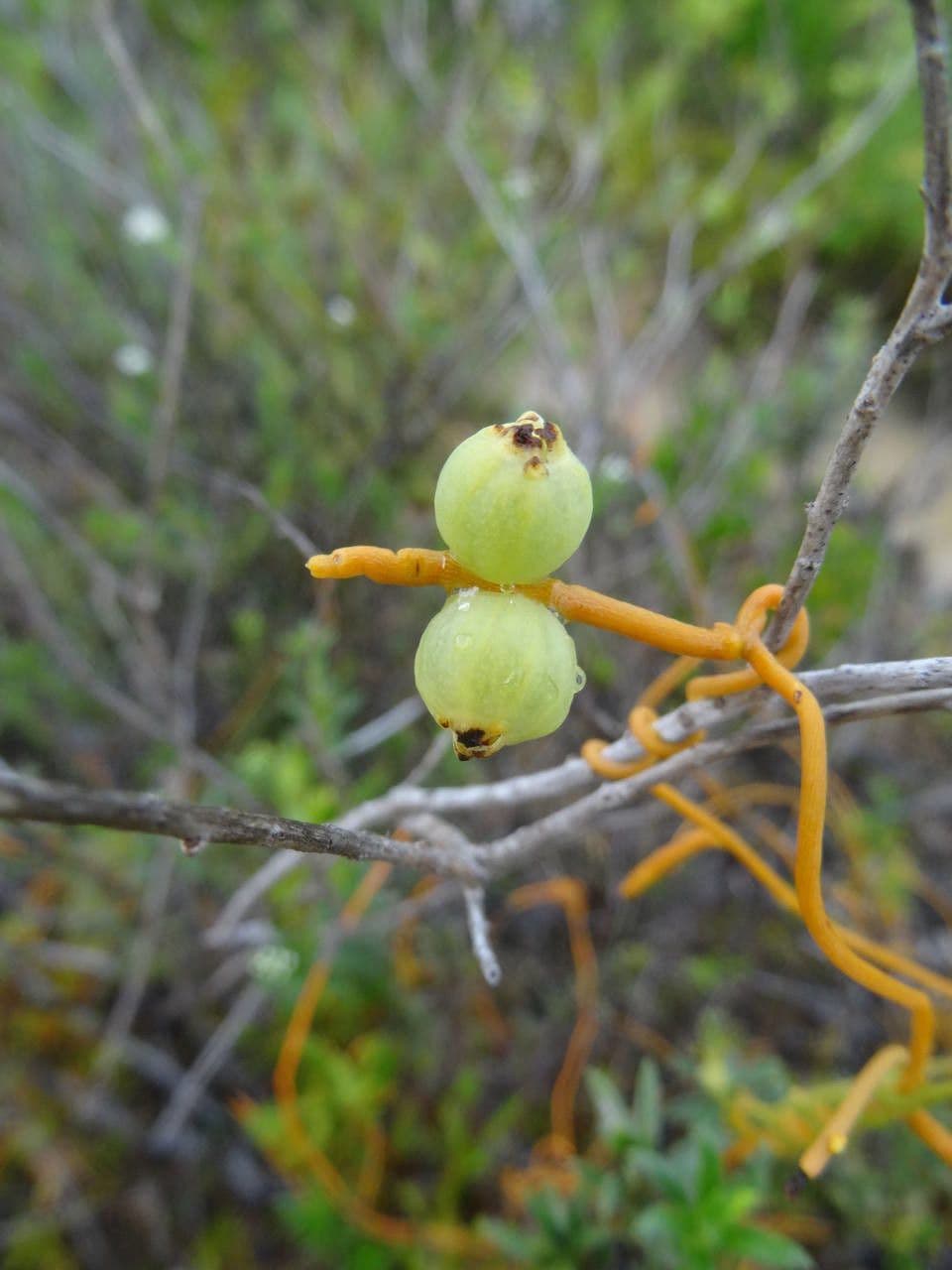 Cuscuta 2